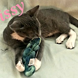Thumbnail photo of Mischief (Missy) #2
