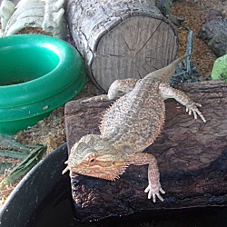 Photo of Bearded Dragons-5