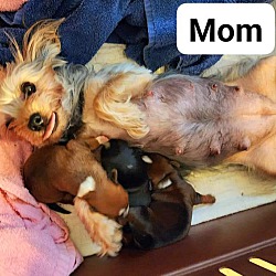 Thumbnail photo of Minnie's Minions puppies #2