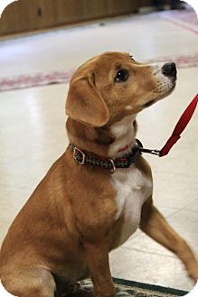 basenji and beagle mix