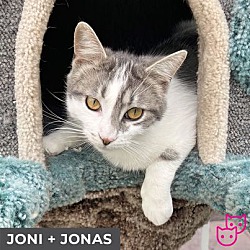 Thumbnail photo of Joni (bonded with Jonas) #2