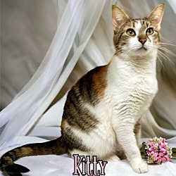 Photo of Kitty 30409