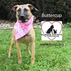 Thumbnail photo of Buttercup #2