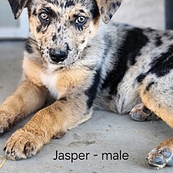 Thumbnail photo of Jasper #1