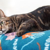 adopt a pet