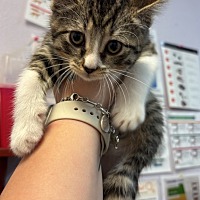 adopt a pet