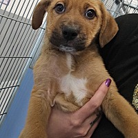 adopt a pet