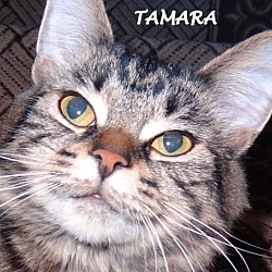 Thumbnail photo of Tamara-GREAT cat! #4