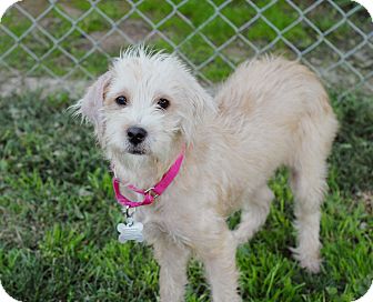 San Diego, CA - Poodle (Miniature). Meet Olivia a Pet for ...