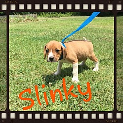 Thumbnail photo of Slinky (POM dc) #3