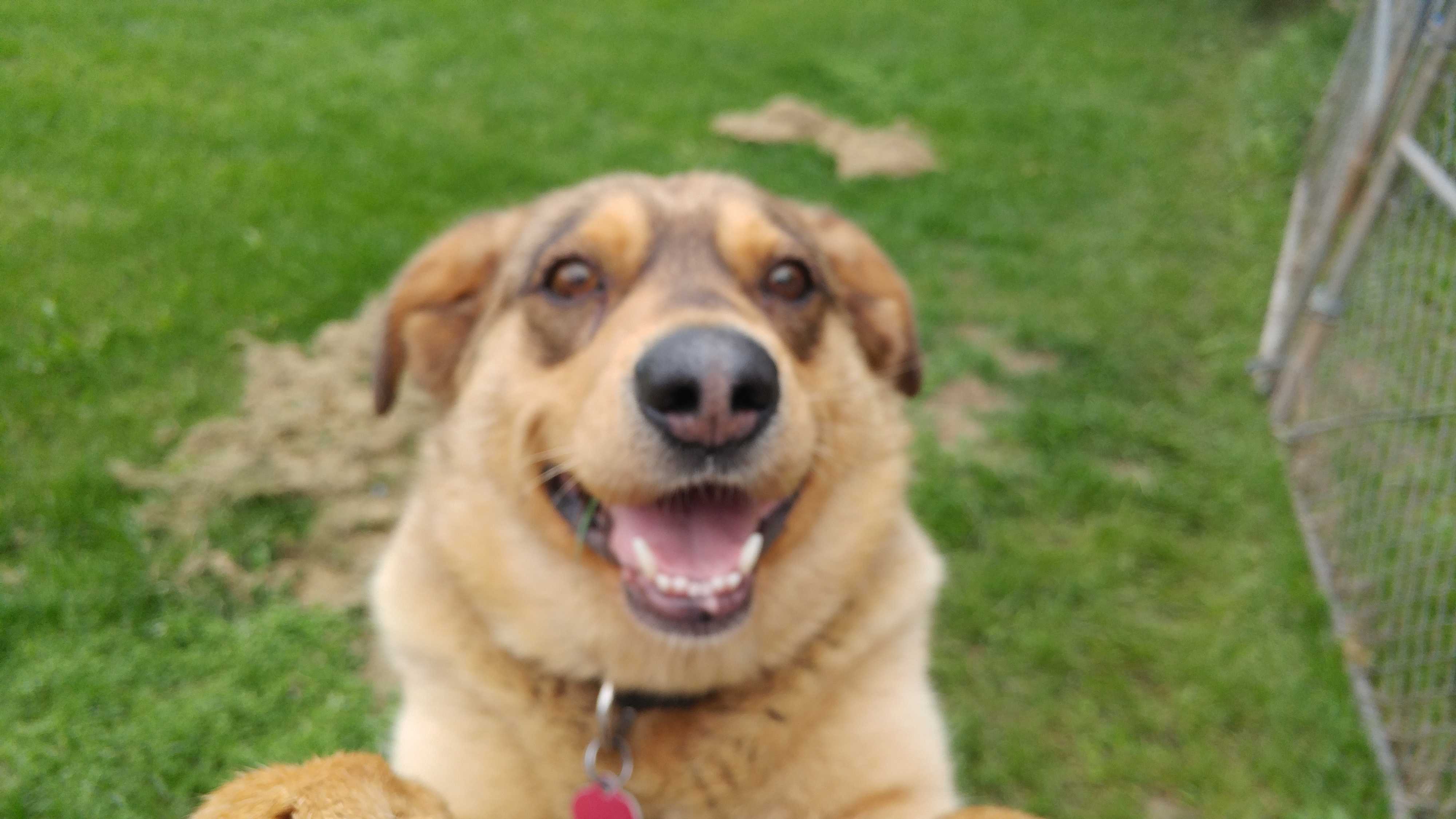 Anchorage Ak Nova Scotia Duck Tolling Retriever Meet