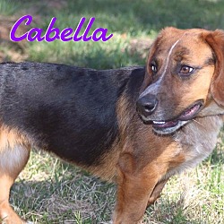 Thumbnail photo of Cabella #4