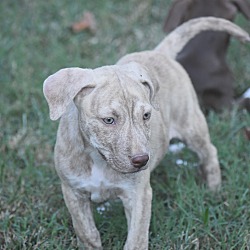 Thumbnail photo of Clipper~adopted! #4
