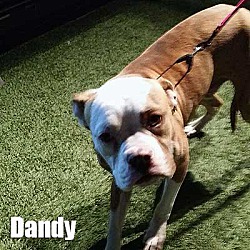 Thumbnail photo of Dandy #3