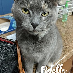 Thumbnail photo of Fidella #4