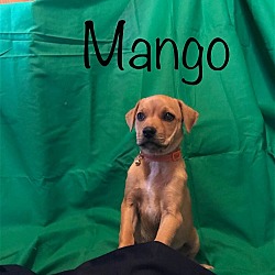 Thumbnail photo of Mango #4
