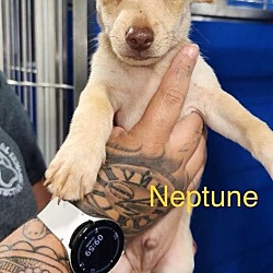 Photo of Neptune