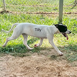 Thumbnail photo of Tilly #4
