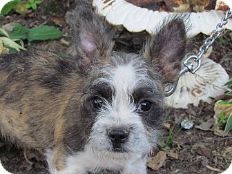 cairn terrier boston terrier mix
