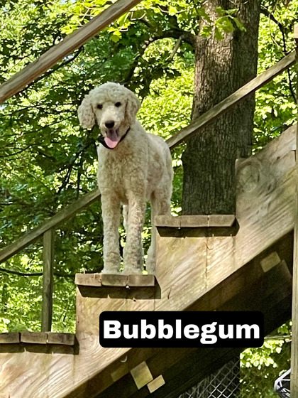 Thumbnail photo of Bubblegum #3