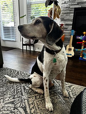 Atlanta, GA - Beagle/Foxhound. Meet Bruce Wayne a Pet for Adoption ...