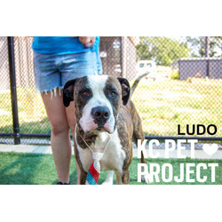Thumbnail photo of Ludo #3
