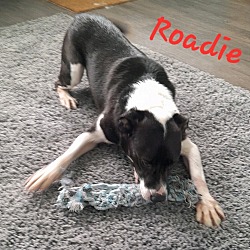 Thumbnail photo of Roadie #3