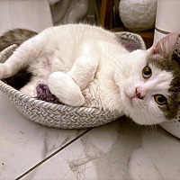 adopt a pet