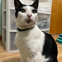 adopt a pet