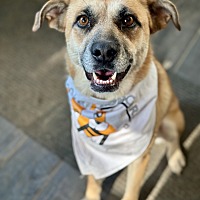 adopt a pet