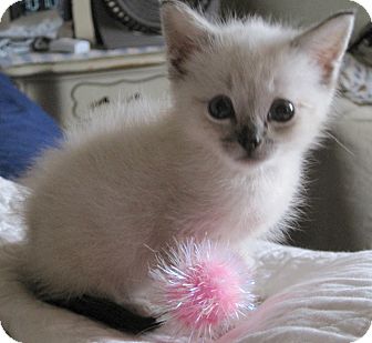 siamese kittens for adoption
