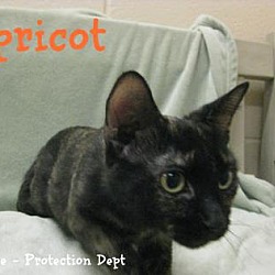 Thumbnail photo of Apricot #1