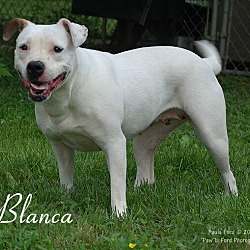 Thumbnail photo of Blanca. **PENDING ADOPTION** #2