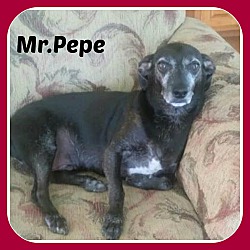 Photo of PEPE