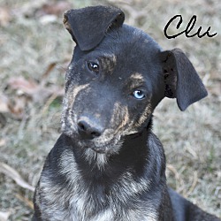 Thumbnail photo of Clu~adopted! #1