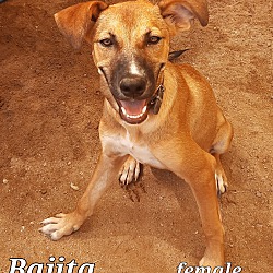Photo of Nica (Bajita)