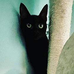 Photo of MILLICENT-shy—need cat friend-born fall 2022