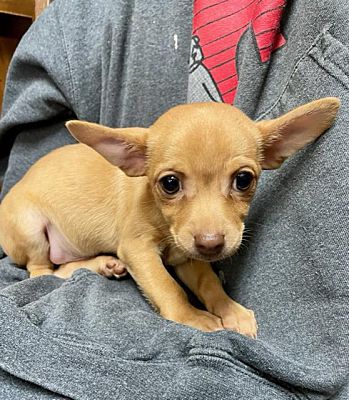 Bellevile, NJ - Chiweenie. Meet Rebel Elegant-adoption pending a Pet ...