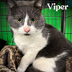 Photo of Viper