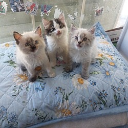 Thumbnail photo of 3 kittens #1