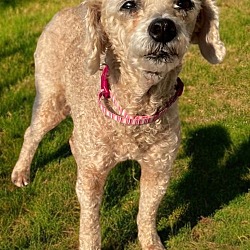 Thumbnail photo of BONNIE 9 LBS. POODLE #1