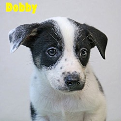 Thumbnail photo of Dobby Crystal #4