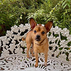 Thumbnail photo of Mac the Chihuahua Mix #1