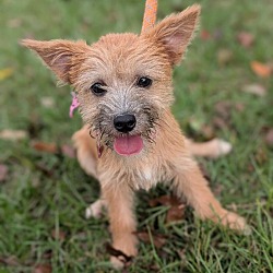 Thumbnail photo of Stevie (Terrier mix) #1