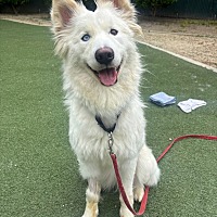 adopt a pet