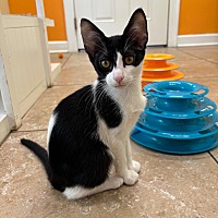adopt a pet