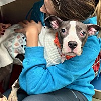 adopt a pet