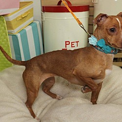 Thumbnail photo of Penny-Adopted! #4