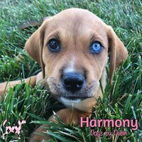 Photo of Harmony