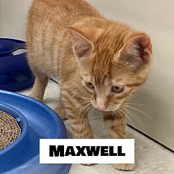 Photo of Maxwell
